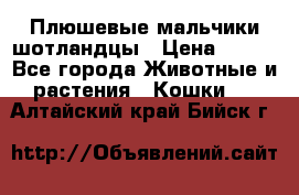 Плюшевые мальчики шотландцы › Цена ­ 500 - Все города Животные и растения » Кошки   . Алтайский край,Бийск г.